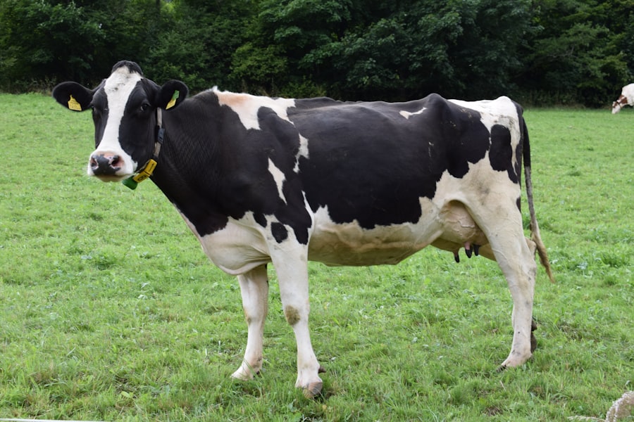 Cattle grazing on a green farm