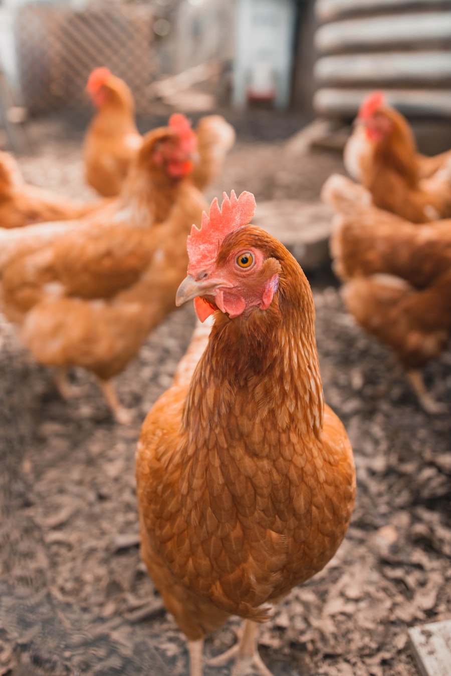 Poultry